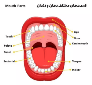 قسمت های مختلف دهان به انگلیسی