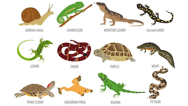 اسم حیوانات به انگلیسی خزندگان